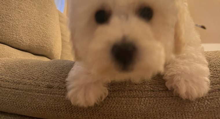 Two beautiful poochon puppies for sale
