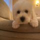 Two beautiful poochon puppies for sale