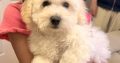 Two beautiful poochon puppies for sale