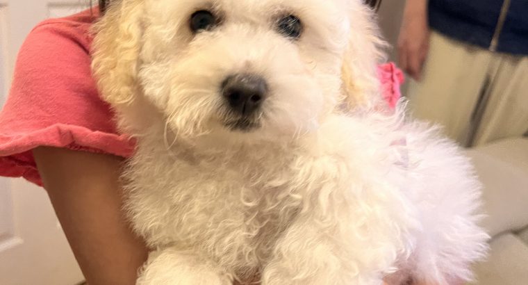 Two beautiful poochon puppies for sale