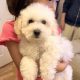 Two beautiful poochon puppies for sale
