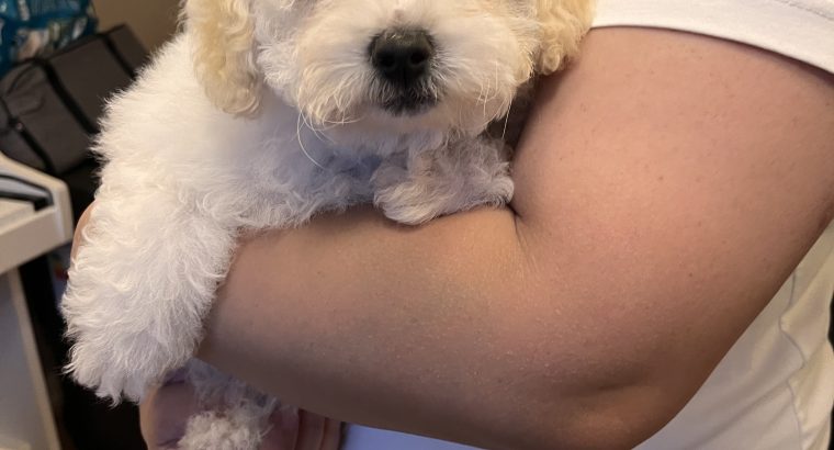Two beautiful poochon puppies for sale