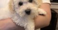 Two beautiful poochon puppies for sale