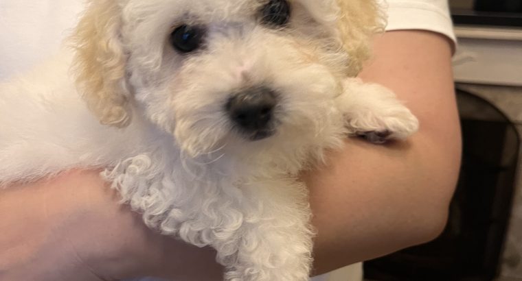 Two beautiful poochon puppies for sale