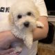 Two beautiful poochon puppies for sale