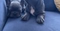 Show quality blue French bulldog puppies