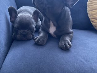 Show quality blue French bulldog puppies