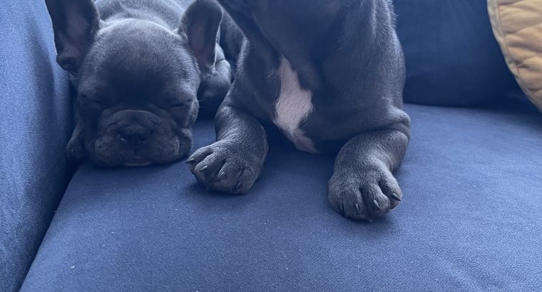 Show quality blue French bulldog puppies