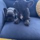 Show quality blue French bulldog puppies