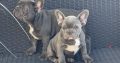 Show quality blue French bulldog puppies