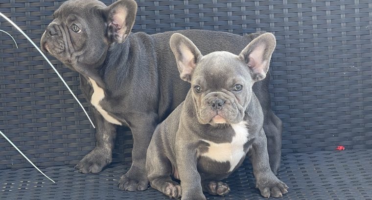 Show quality blue French bulldog puppies