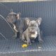 Show quality blue French bulldog puppies