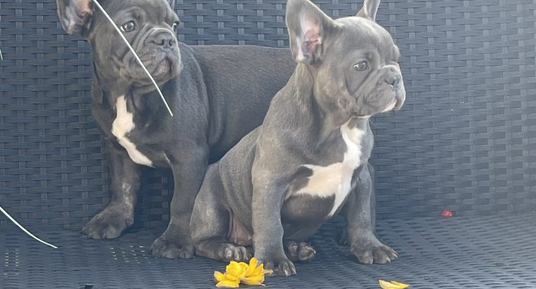 Show quality blue French bulldog puppies