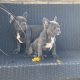 Show quality blue French bulldog puppies