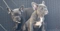 Show quality blue French bulldog puppies