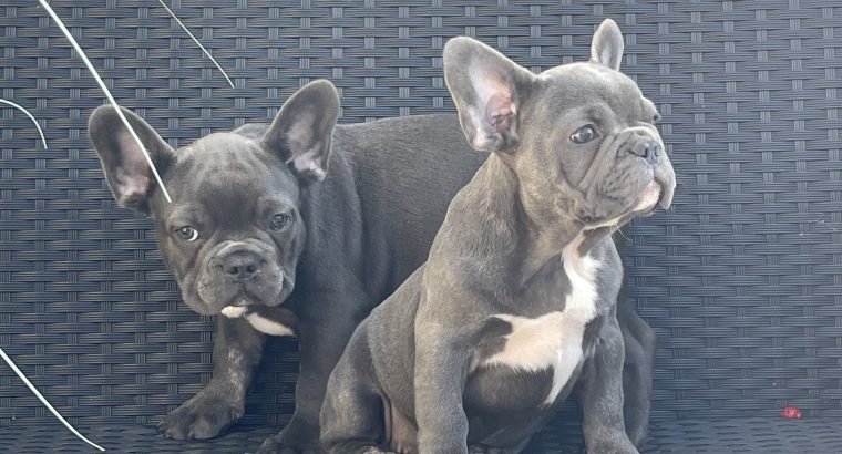 Show quality blue French bulldog puppies