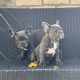 Show quality blue French bulldog puppies