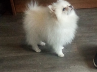 TeaCup Pomeranian Puppie