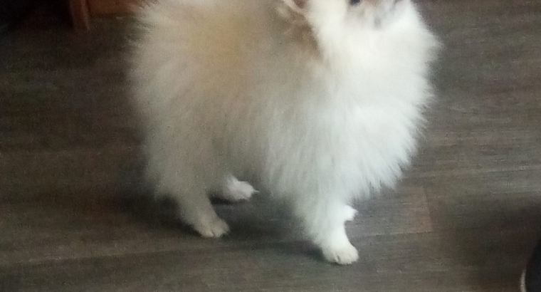 TeaCup Pomeranian Puppie