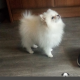 TeaCup Pomeranian Puppie