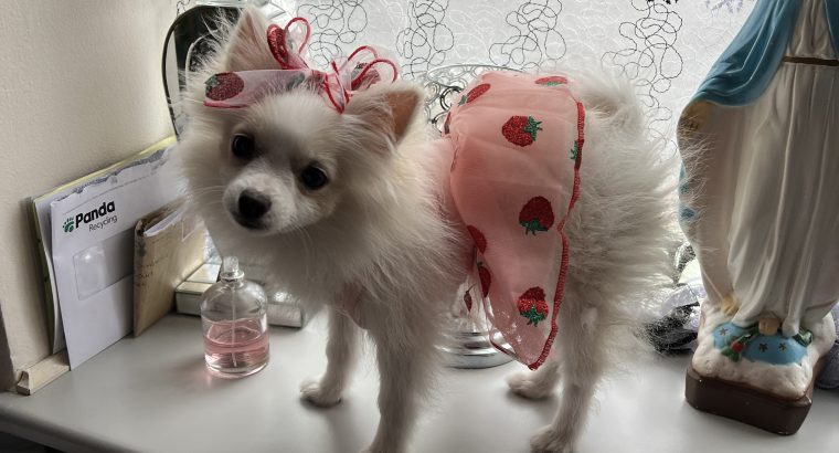 TeaCup Pomeranian Puppie