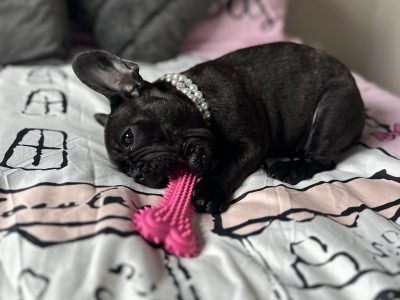 French bulldog
