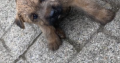 Irish Soft Coated Wheaten Terrier puppies