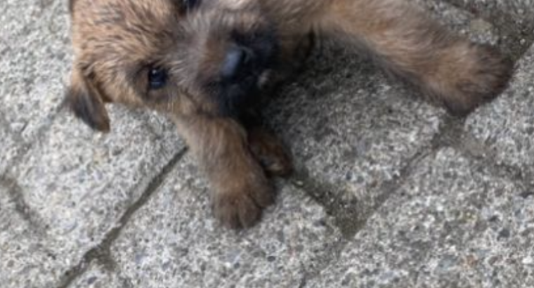 Irish Soft Coated Wheaten Terrier puppies