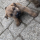 Irish Soft Coated Wheaten Terrier puppies