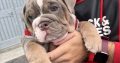 English bulldog puppy for sale