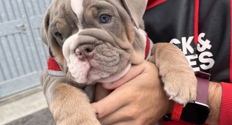 English bulldog puppy for sale