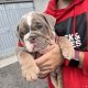 English bulldog puppy for sale