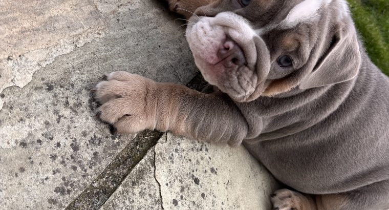 English bulldog puppy for sale