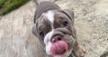 English bulldog puppy for sale