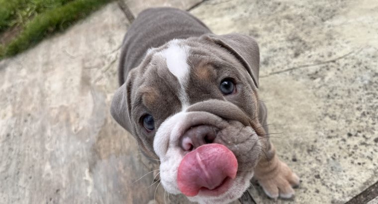 English bulldog puppy for sale