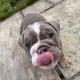 English bulldog puppy for sale