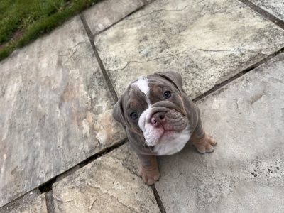 Tri-Colored English Bulldog in Cork City
