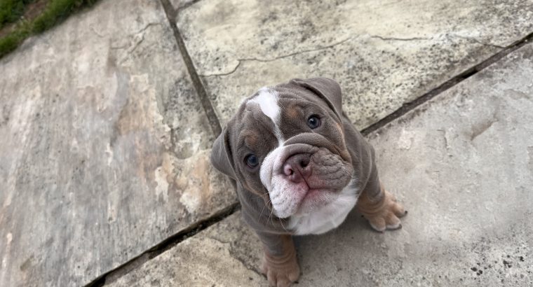 English bulldog puppy for sale