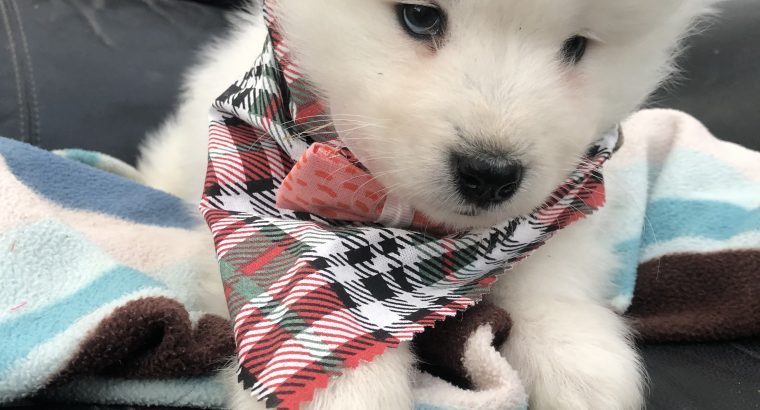 Samoyed puppy