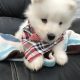 Samoyed puppy