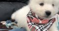 Samoyed puppy