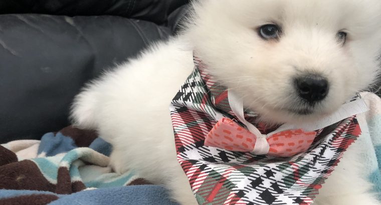 Samoyed puppy