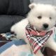 Samoyed puppy