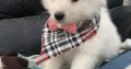 Samoyed puppy