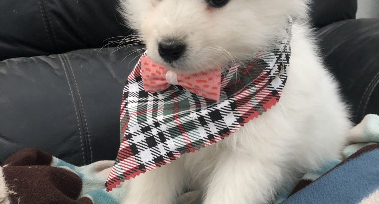 Samoyed puppy