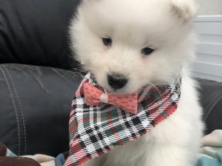 Samoyed puppy