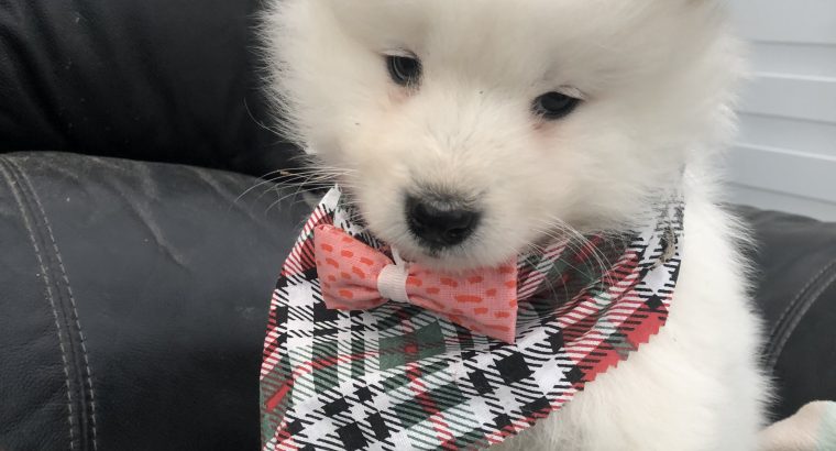 Samoyed puppy