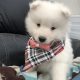 Samoyed puppy