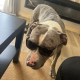 Dog for reHome