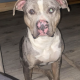 Dog for reHome